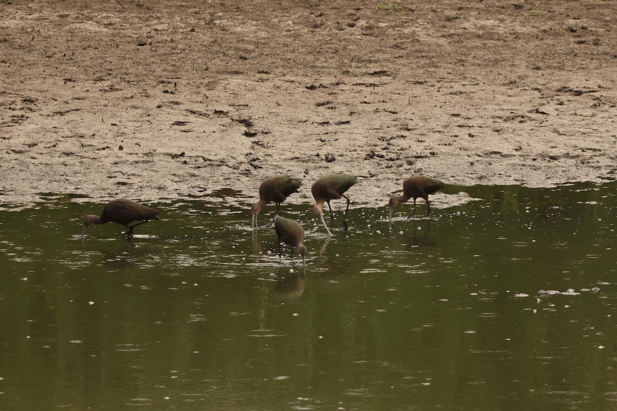 ibis americký - ML642075751