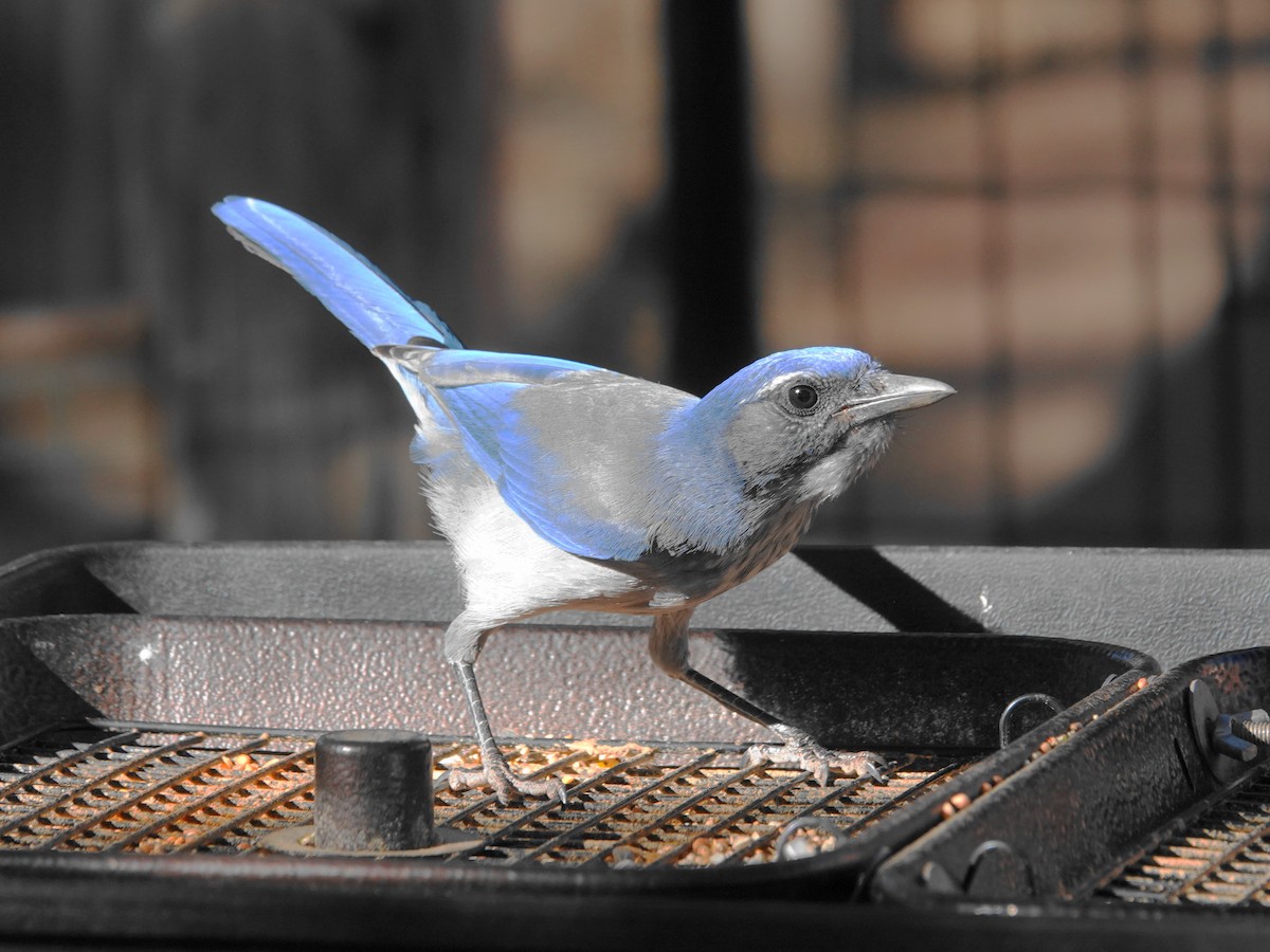 Woodhouse's Scrub-Jay - ML642075763