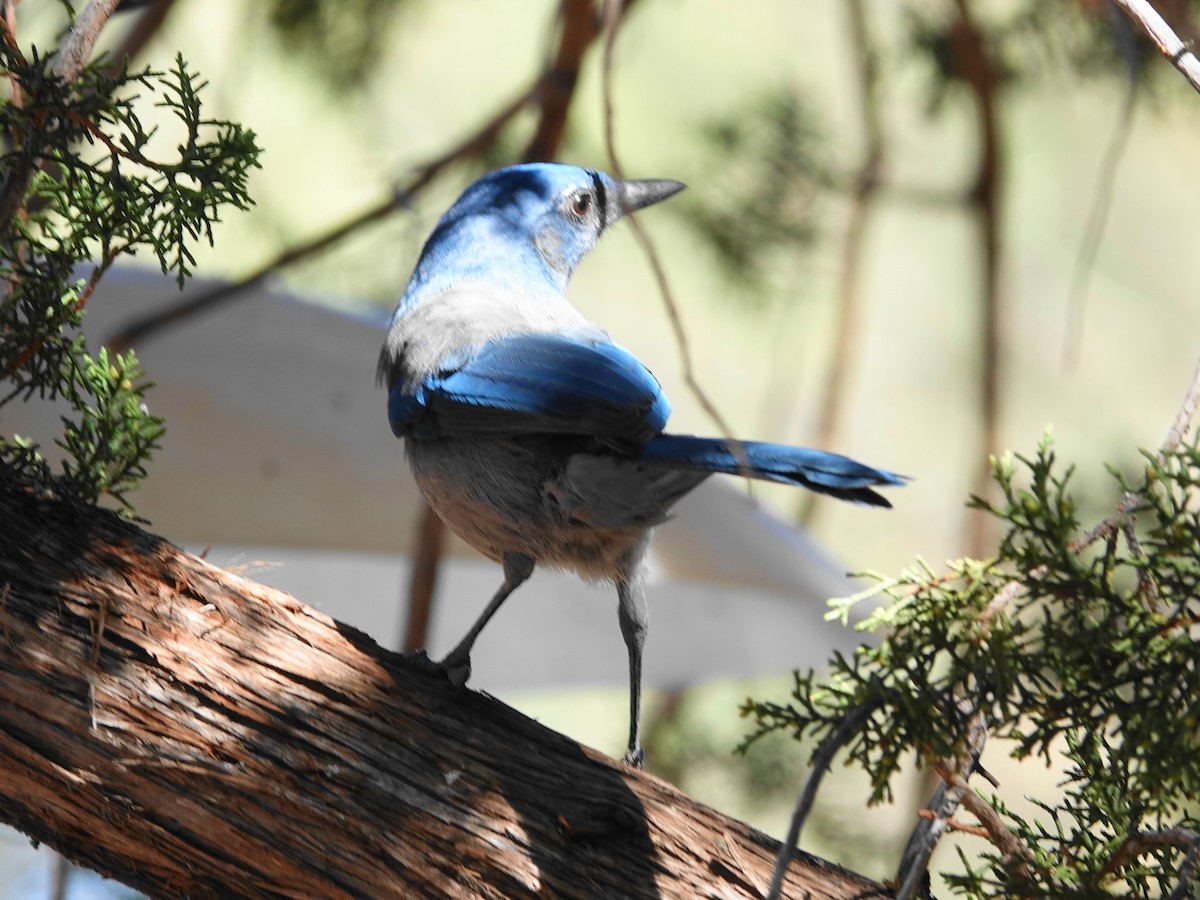 Woodhouse's Scrub-Jay - ML642075764