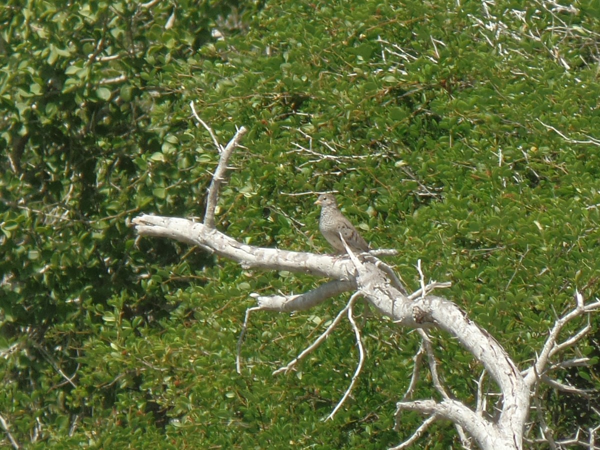 holoubek vrabčí - ML642075785