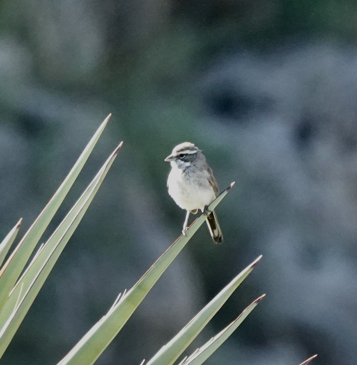 Black-throated Sparrow - ML642075794