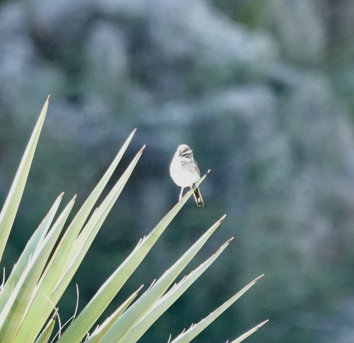 Black-throated Sparrow - ML642075796