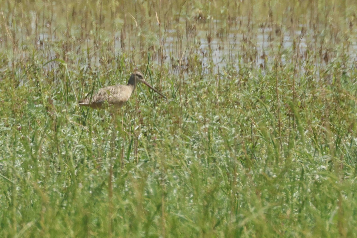 Marbled Godwit - ML642075799