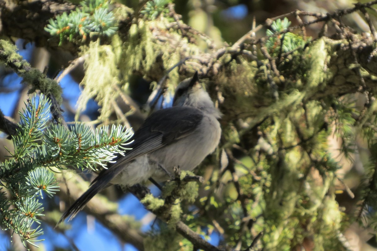 Canada Jay - ML642075811