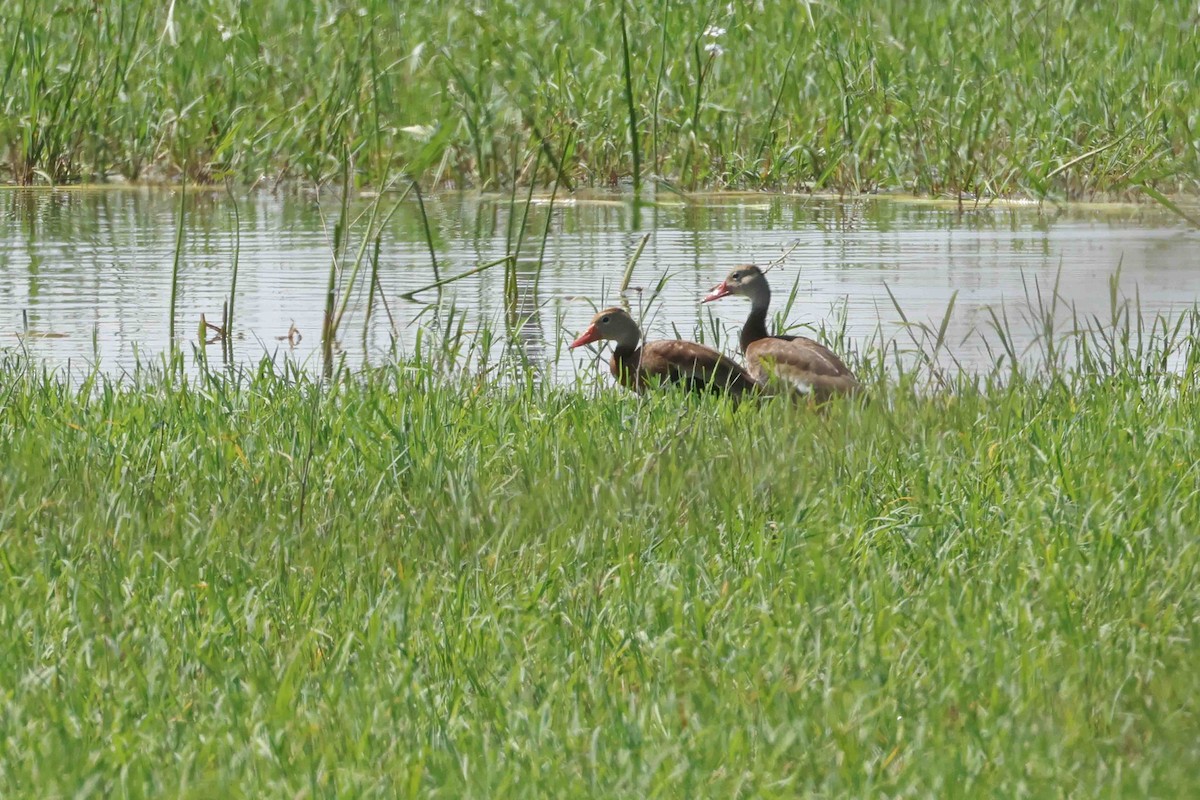 Black-bellied Whistling-Duck - ML642075820