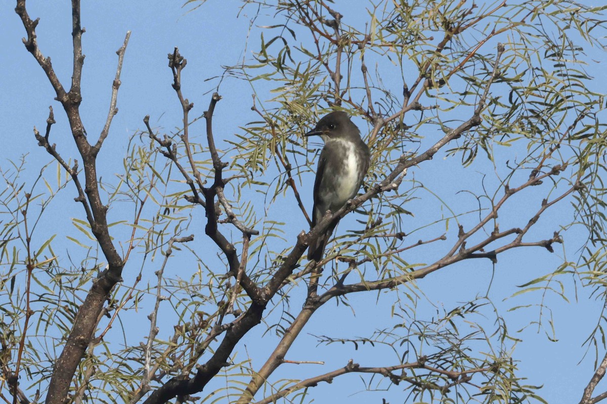 Olive-sided Flycatcher - ML642075837