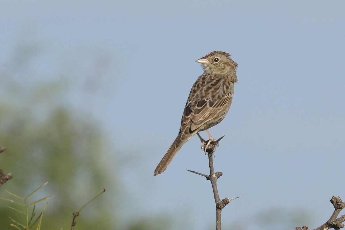Cassin's Sparrow - ML642075841