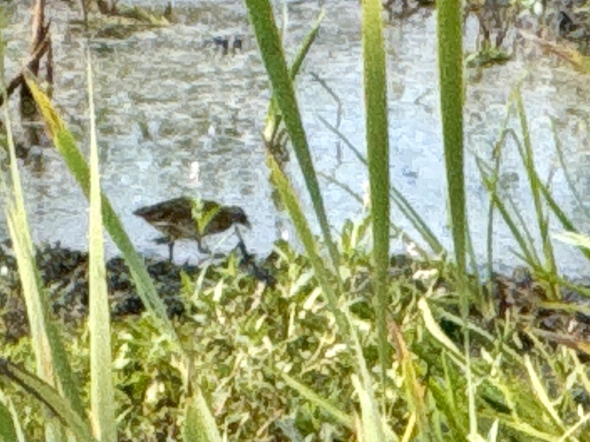 Sora uroilanda - ML642075846