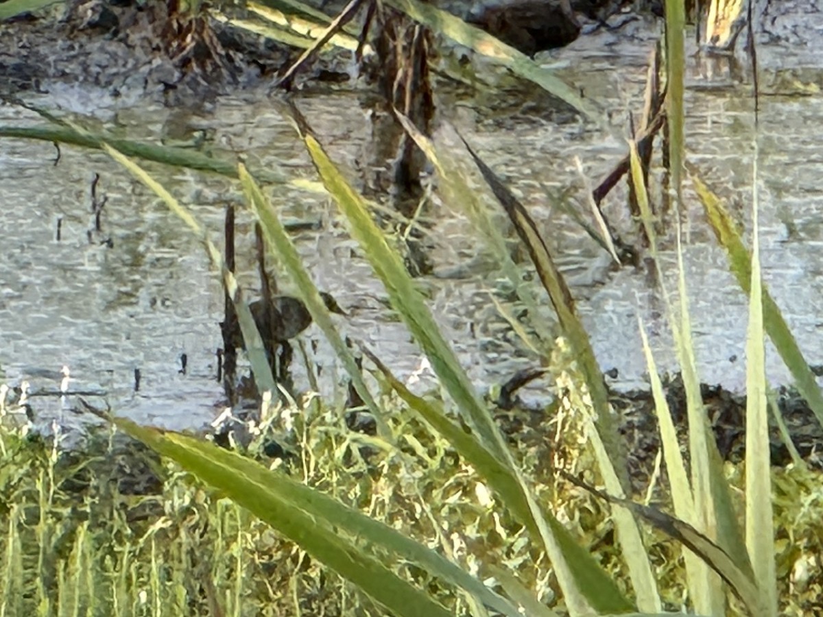 Sora uroilanda - ML642075847
