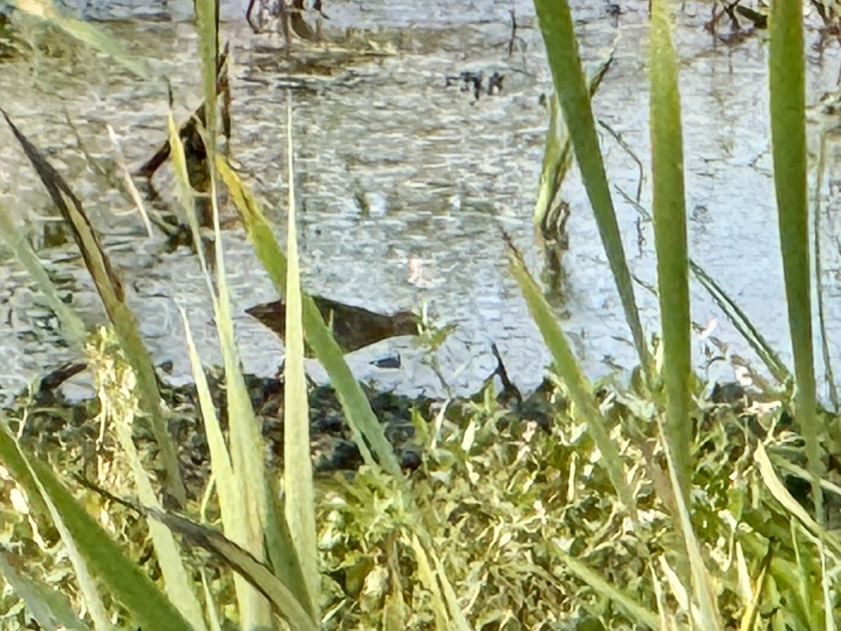 Sora uroilanda - ML642075848