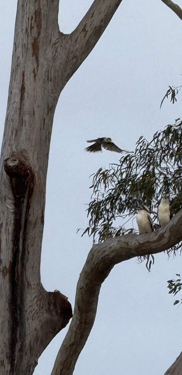 Noisy Miner - ML642075862