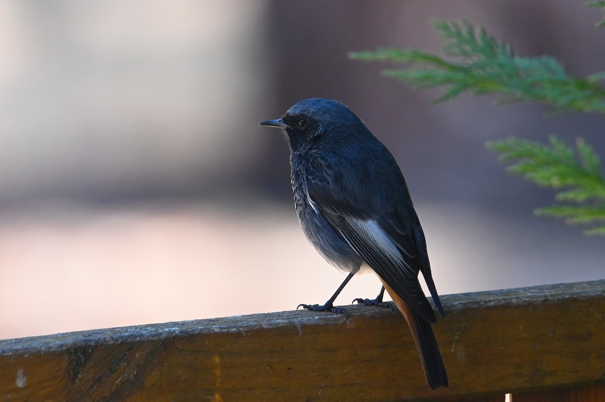 Black Redstart - ML642075863