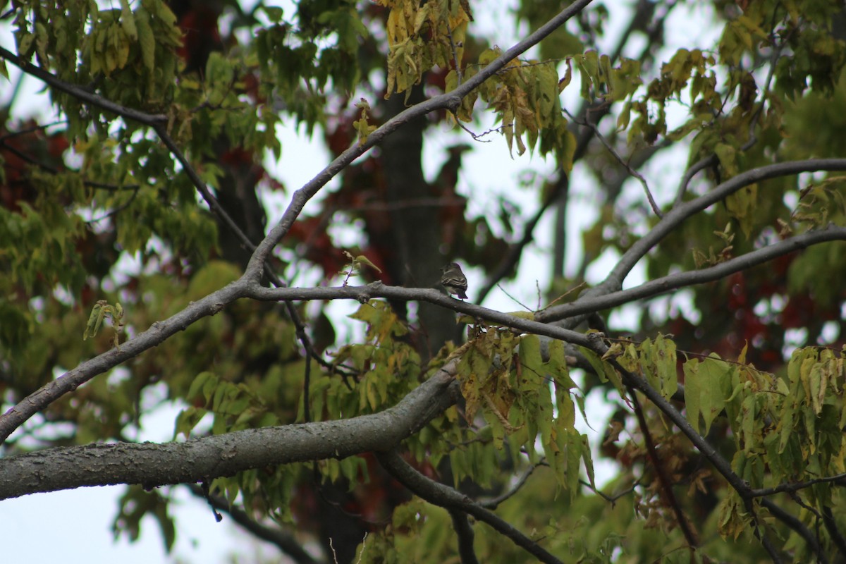 Eastern Wood-Pewee - ML642075864