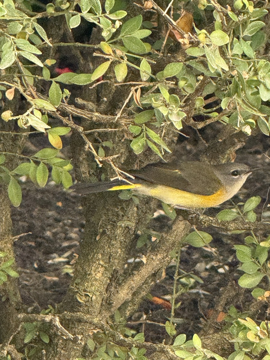 American Redstart - ML642075865