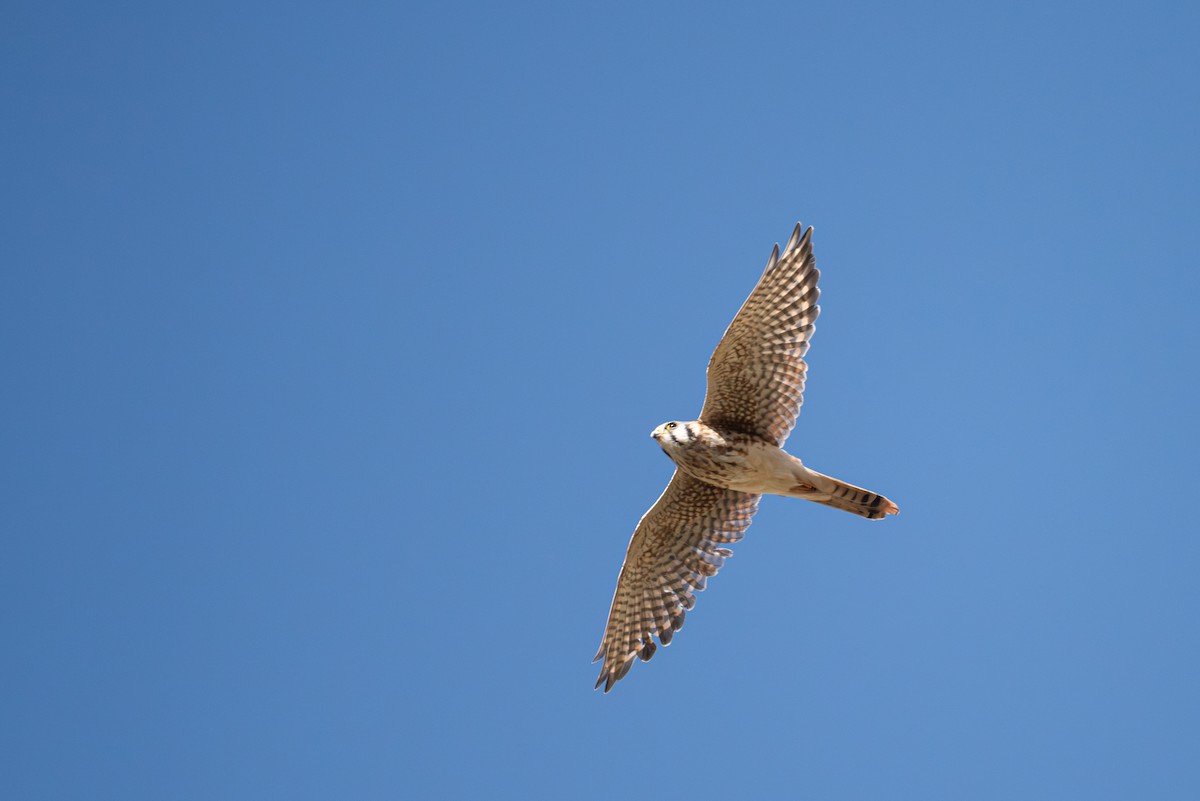 American Kestrel - ML642075868