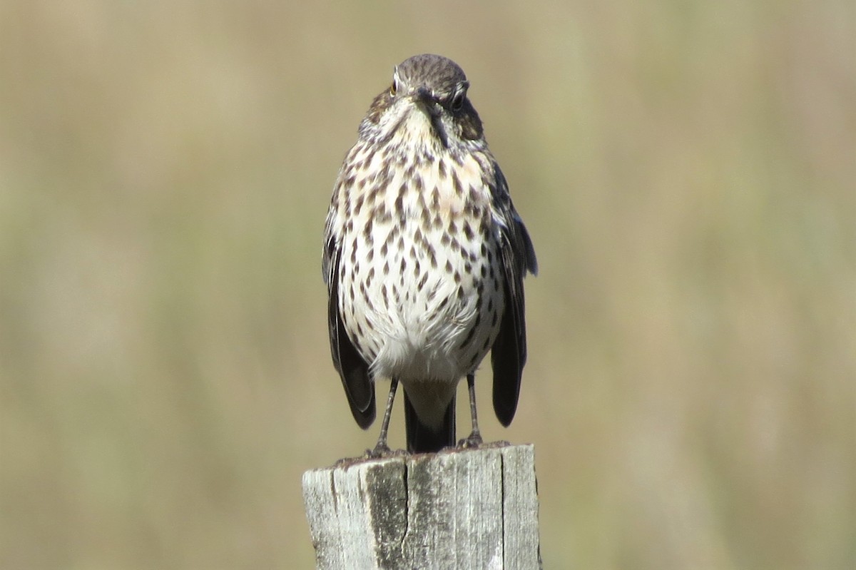 Sage Thrasher - ML642075869
