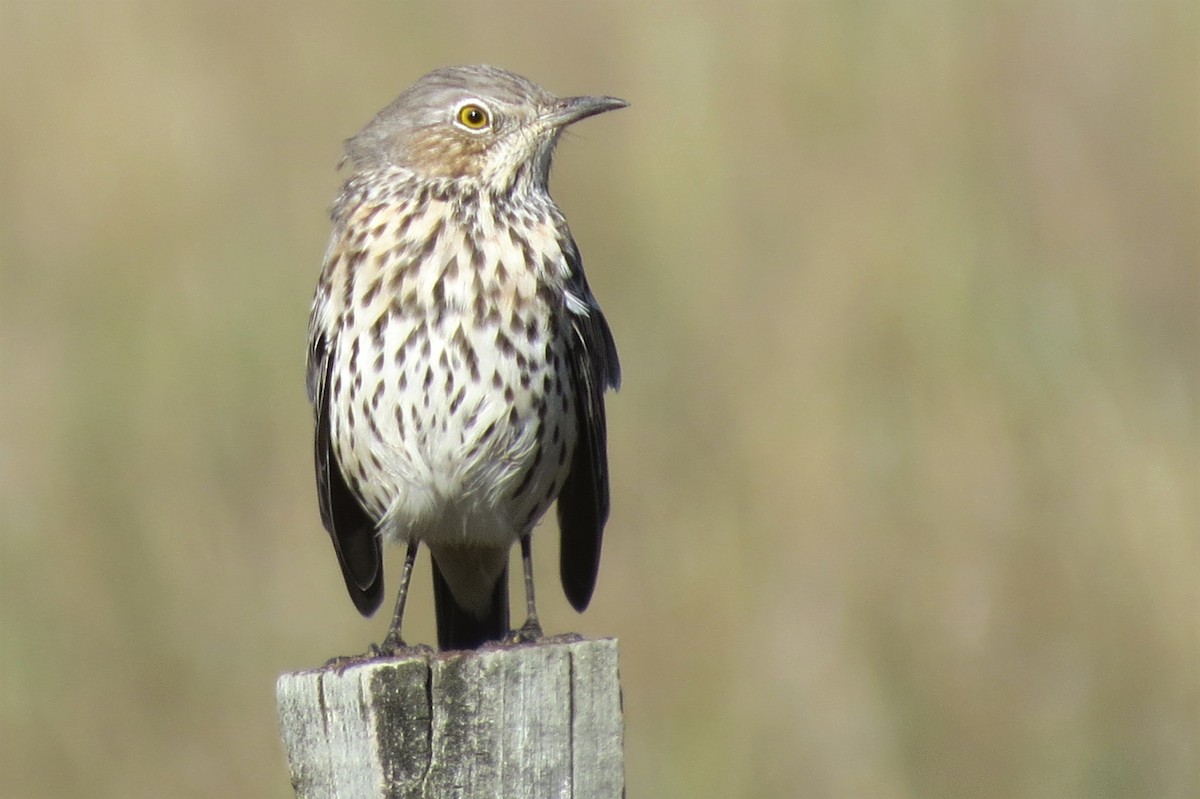 Sage Thrasher - ML642075870