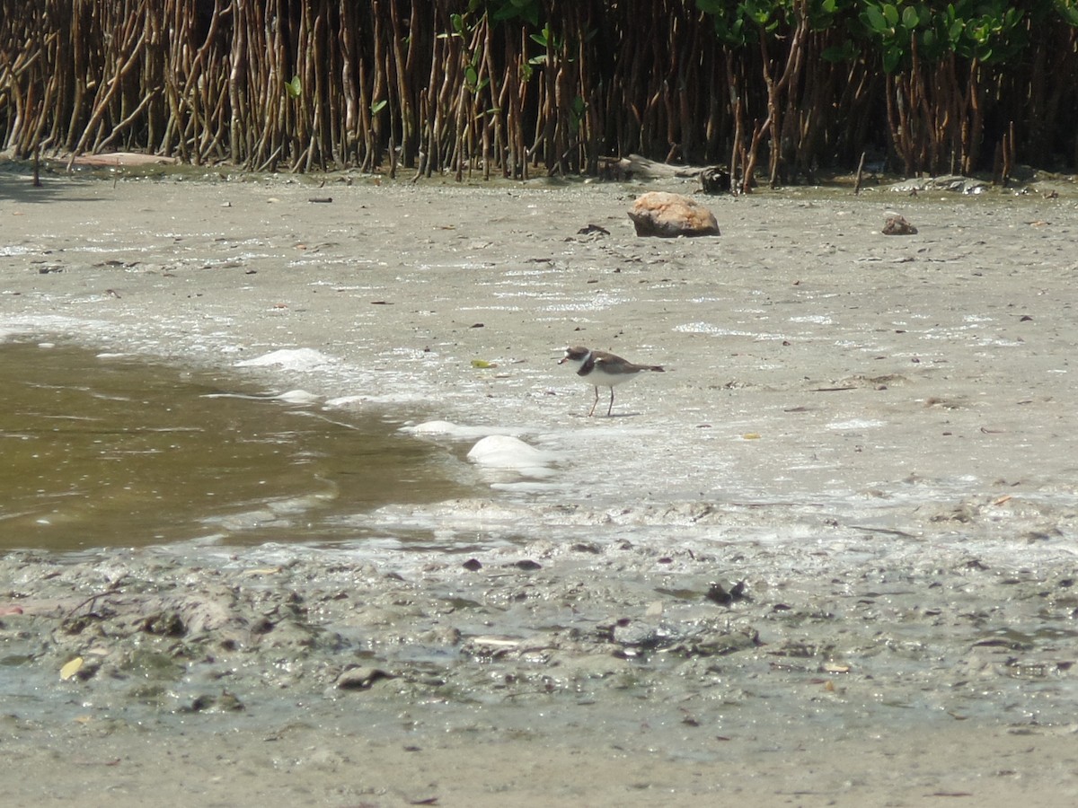 Semipalmated Plover - ML642075873