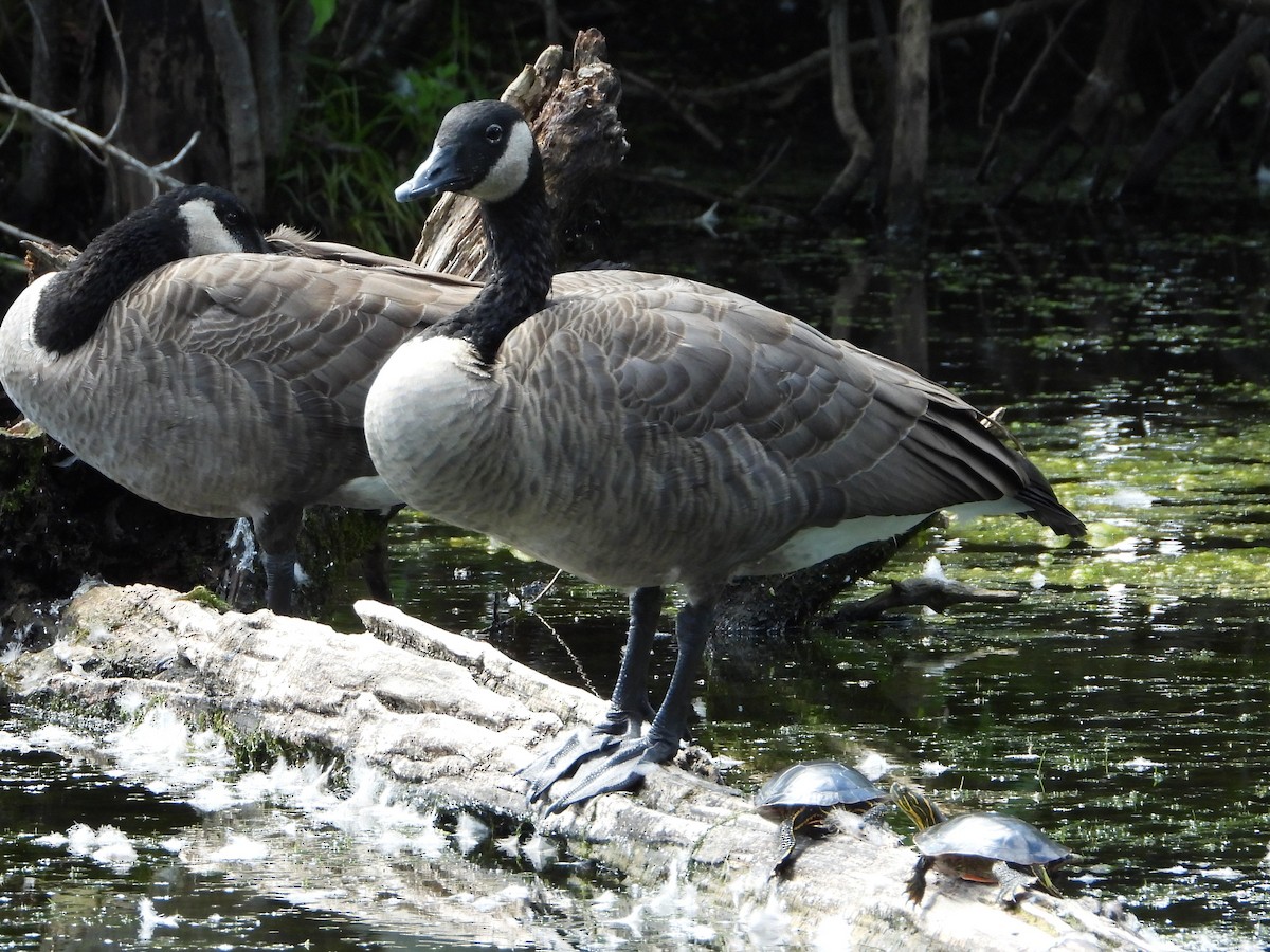 Canada Goose - ML642075874