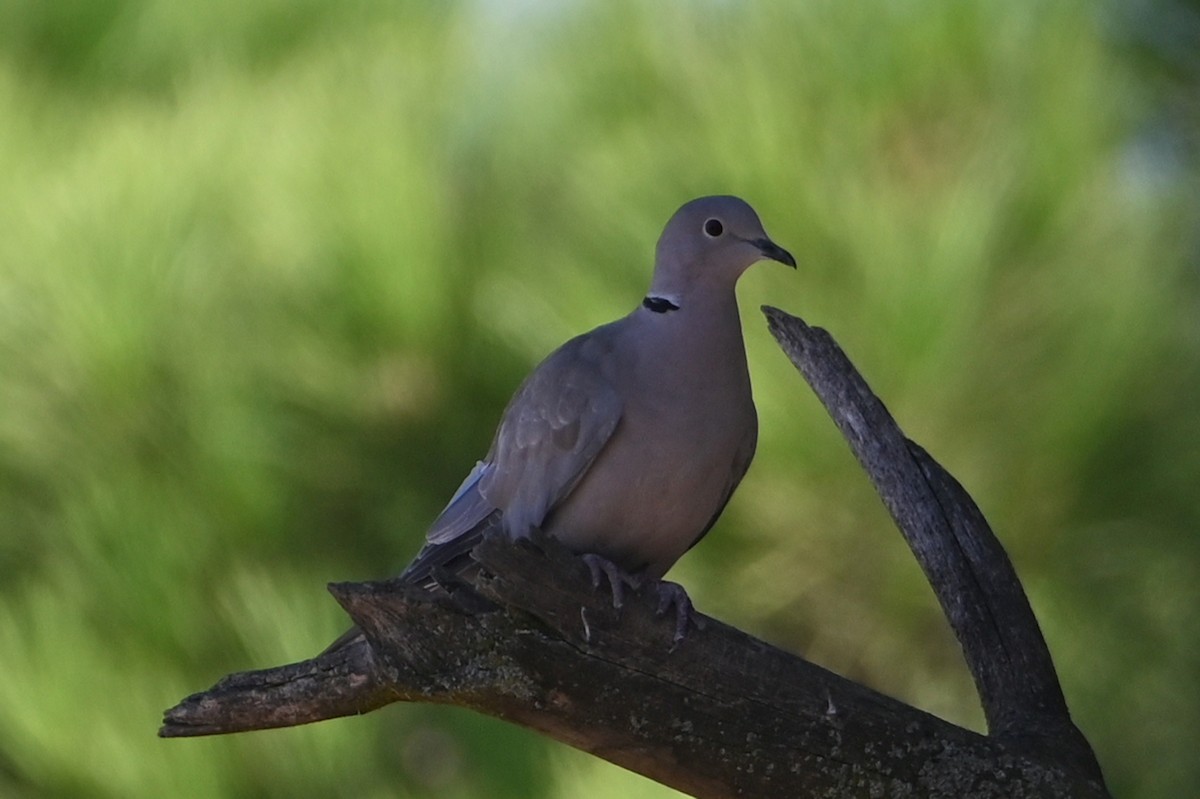 Eurasian Collared-Dove - ML642075876