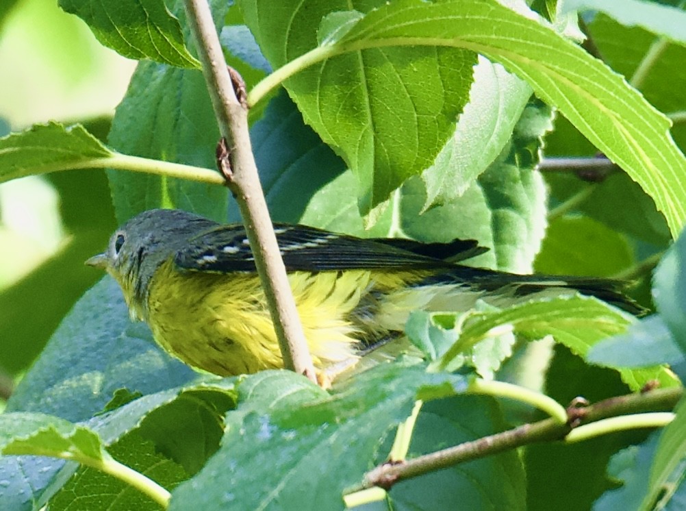 Magnolia Warbler - ML642075880