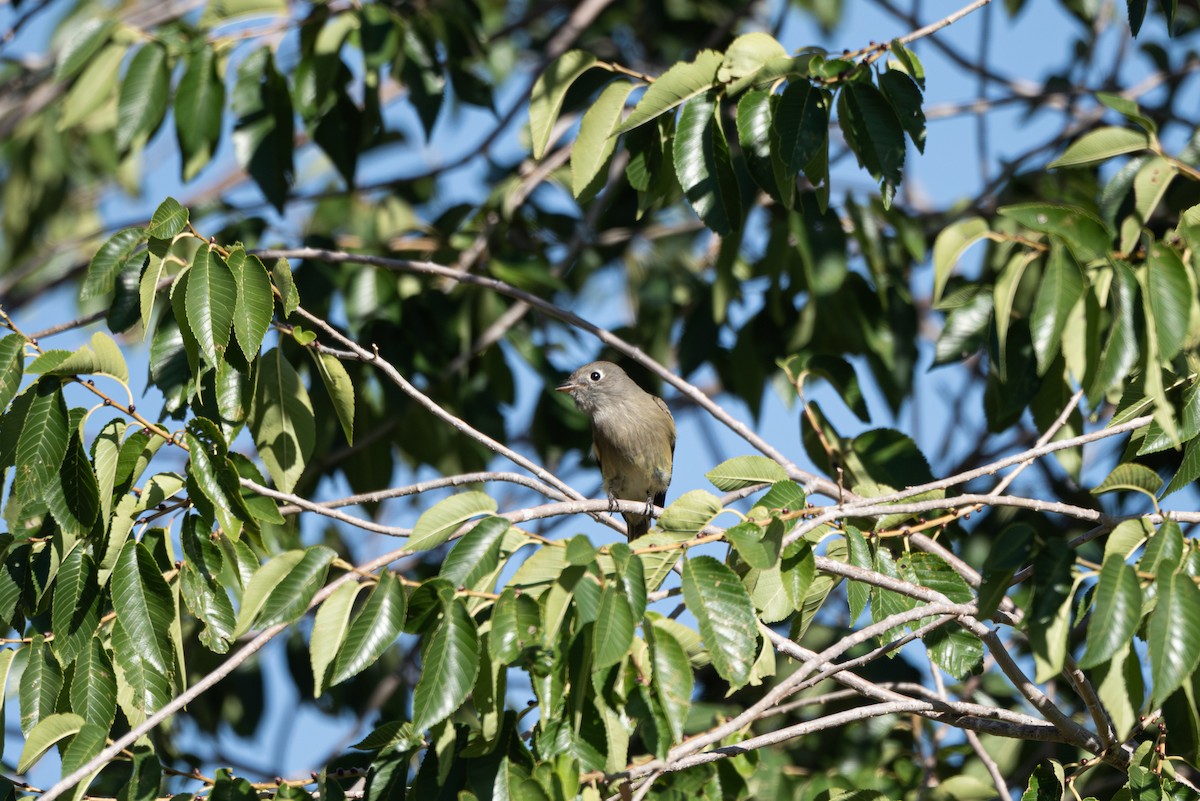 Hammond's Flycatcher - ML642075881