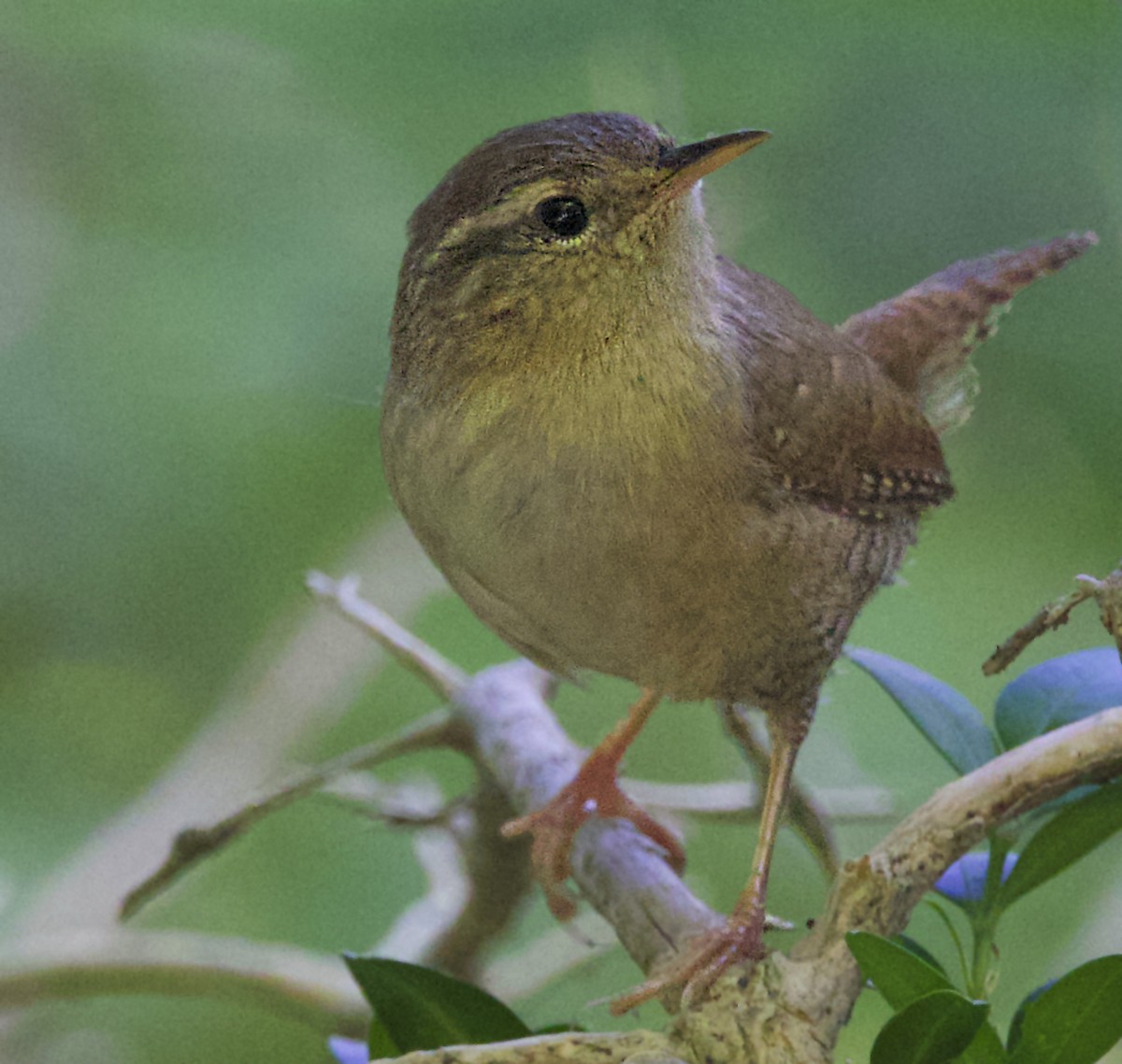 Eurasian Wren - ML642075882