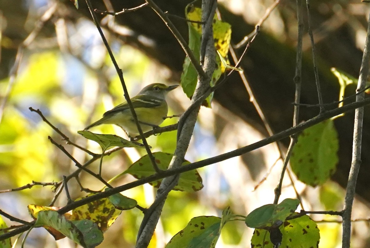 White-eyed Vireo - ML642075883