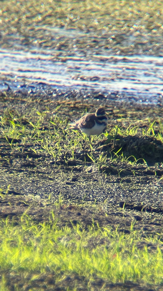 Killdeer - ML642075884
