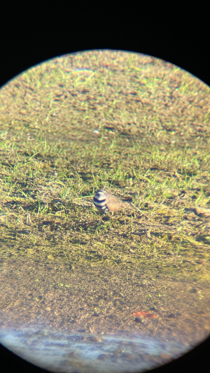 Killdeer - ML642075885