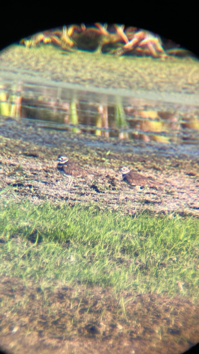 Killdeer - ML642075886