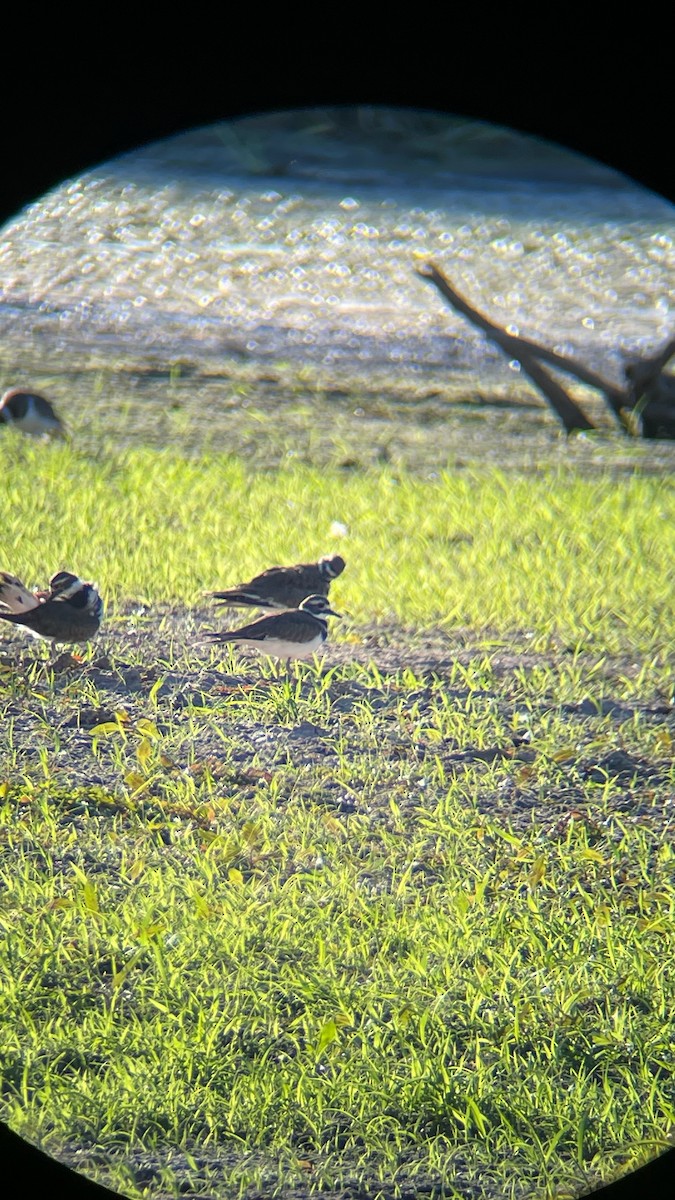 Killdeer - ML642075887
