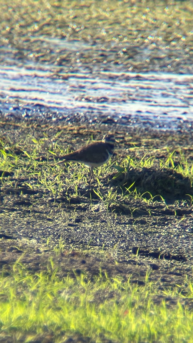 Killdeer - ML642075888