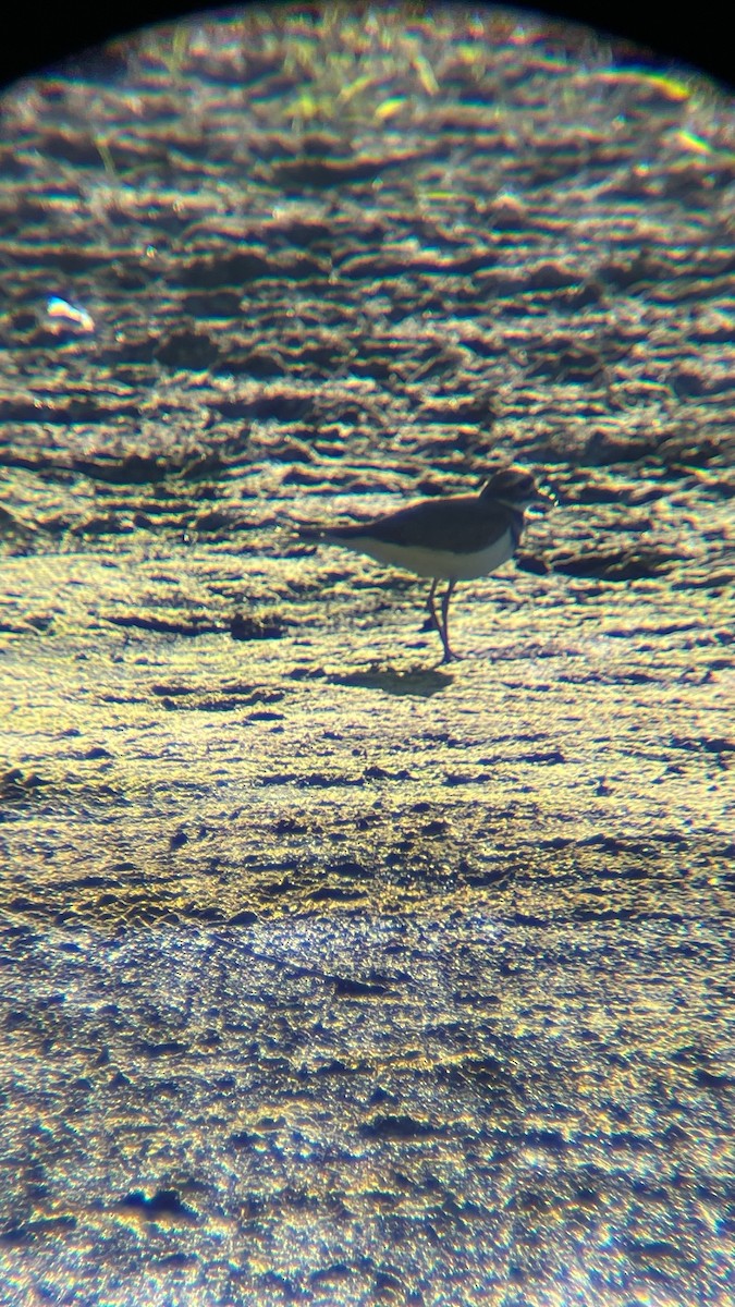 Killdeer - ML642075889