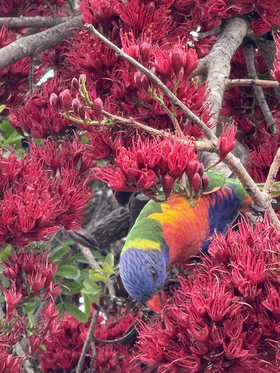 Rainbow Lorikeet - ML642075891