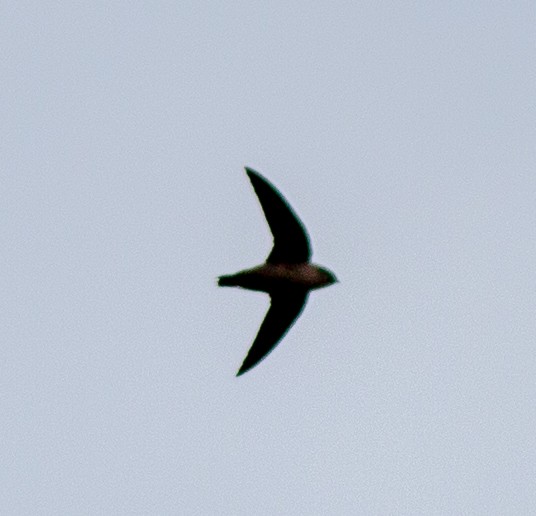 Vaux's Swift - ML642075894