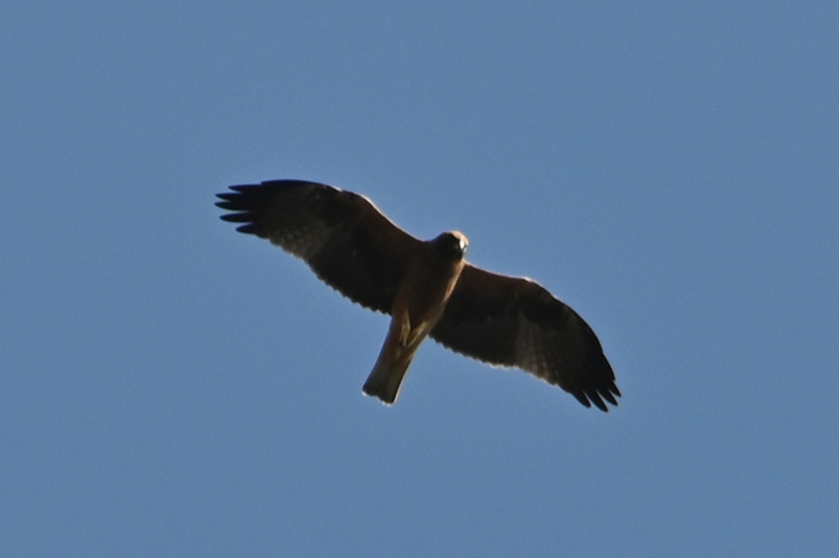 Booted Eagle - ML642075895