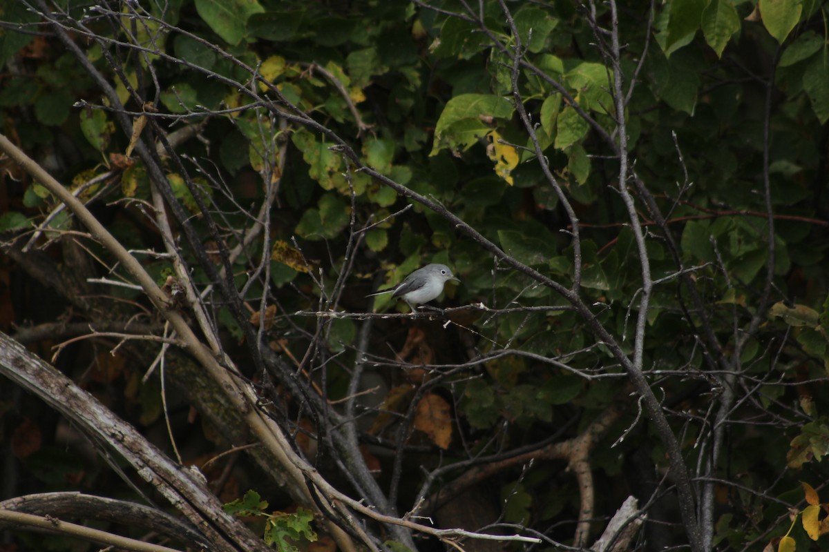 Blue-gray Gnatcatcher - ML642075898