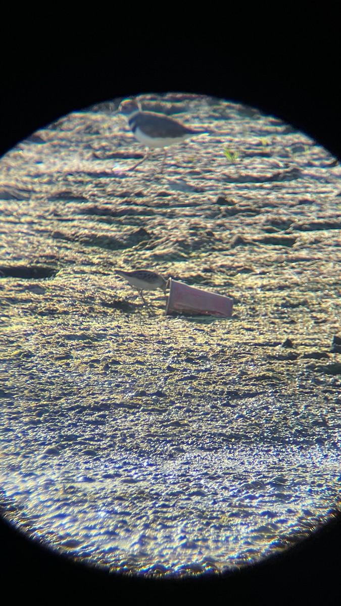 Least Sandpiper - ML642075900