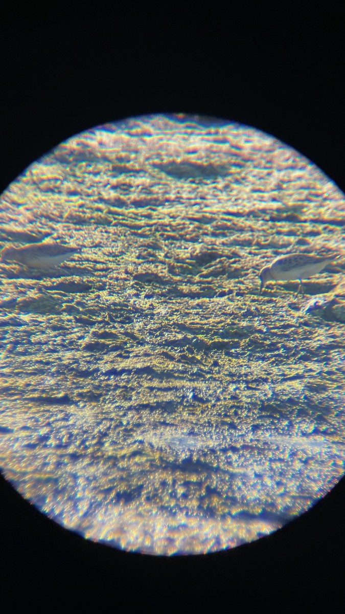 Least Sandpiper - ML642075902