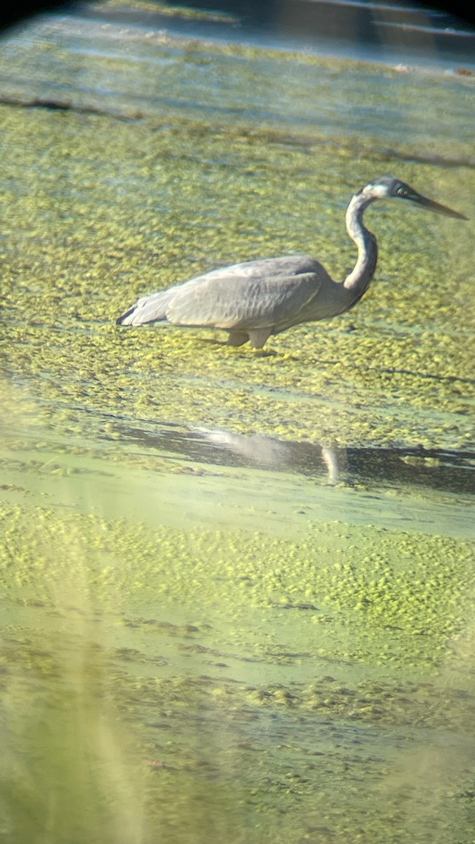 Great Blue Heron (Great Blue) - ML642075905