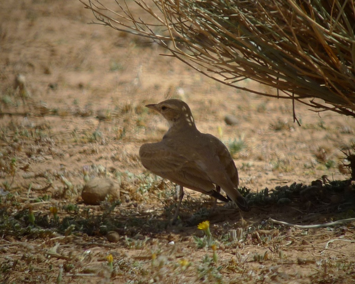 Bar-tailed Lark - ML642075907