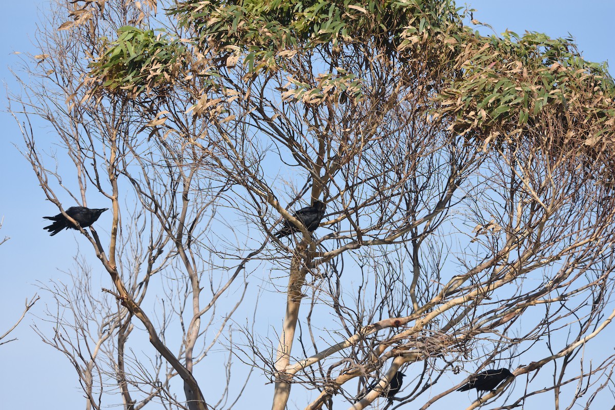 Little Raven - ML642075918