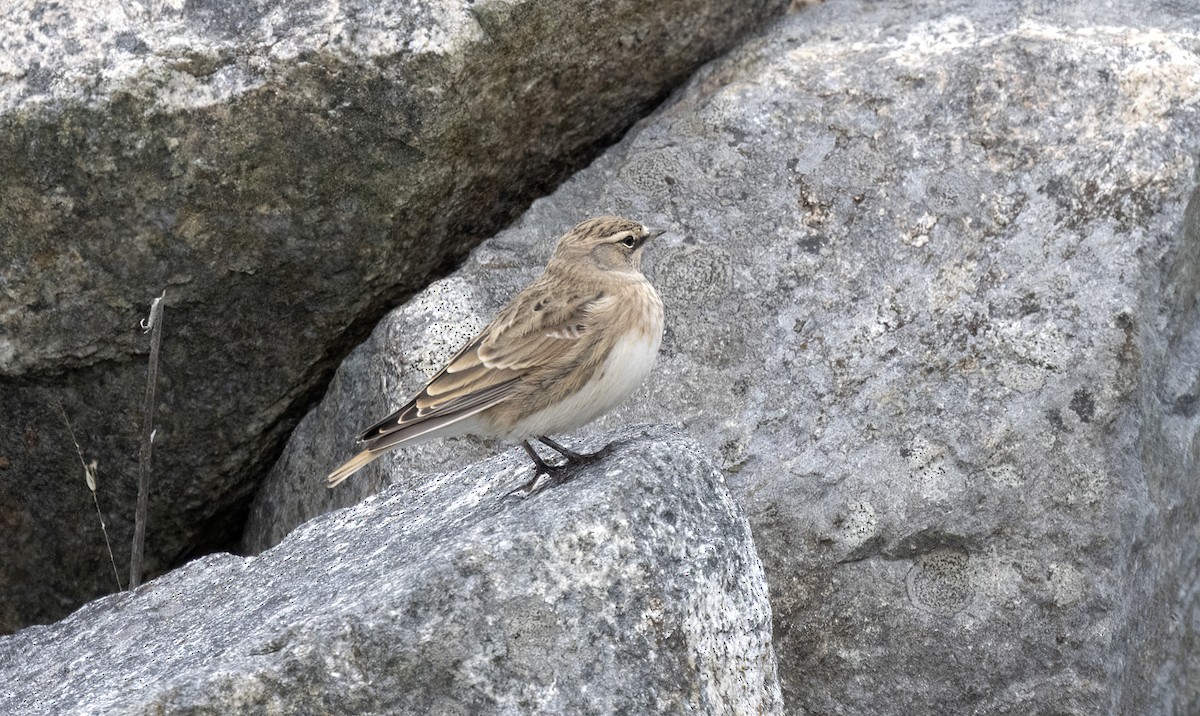Horned Lark - ML642075920