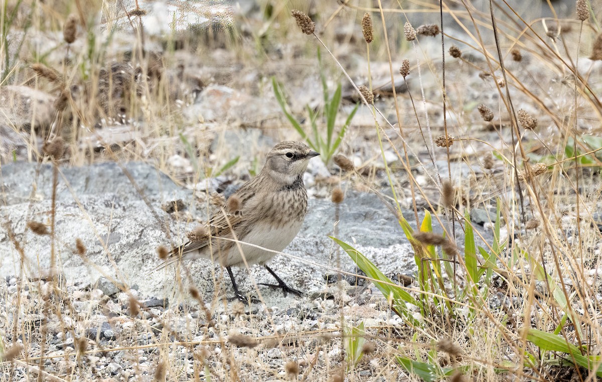 Horned Lark - ML642075921