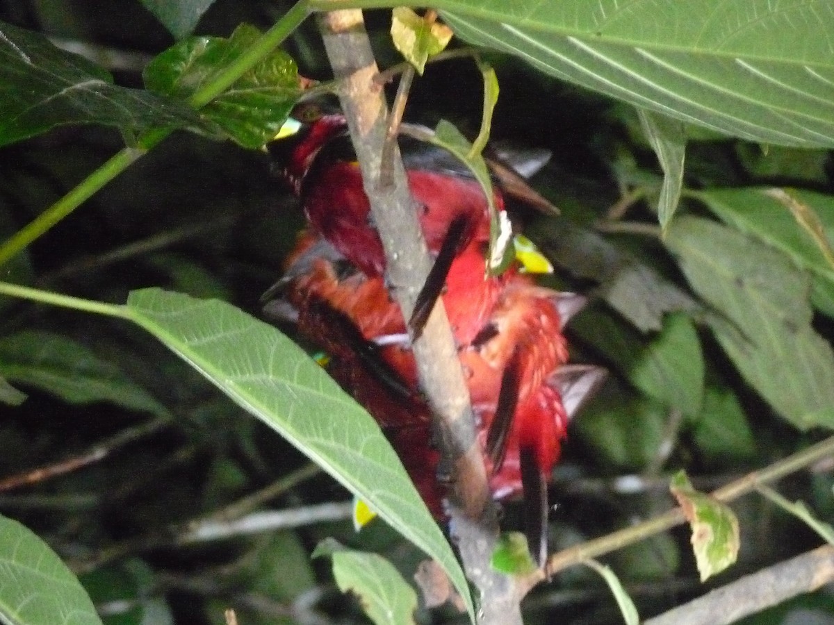 Black-and-red Broadbill - ML642075926