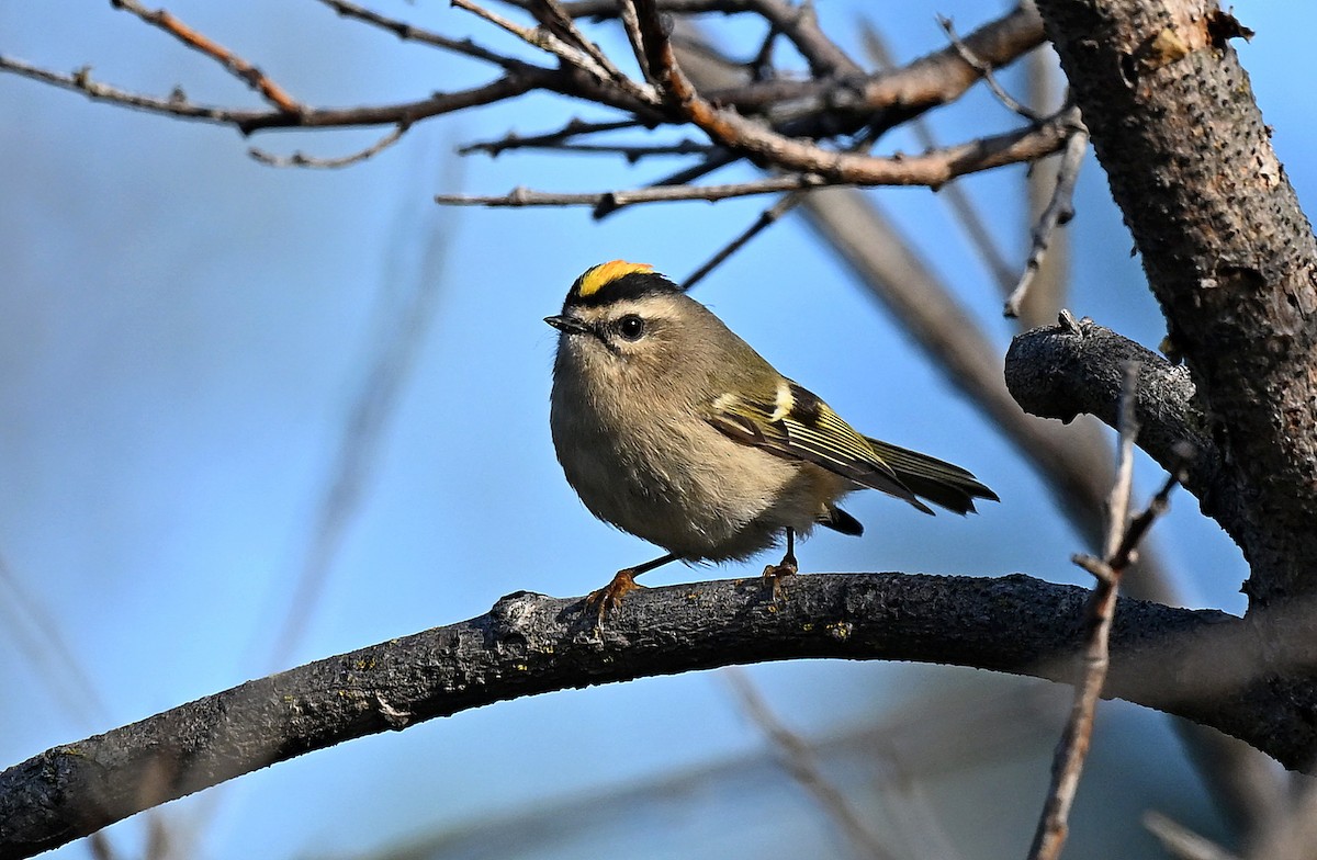 Roitelet à couronne dorée - ML642075931