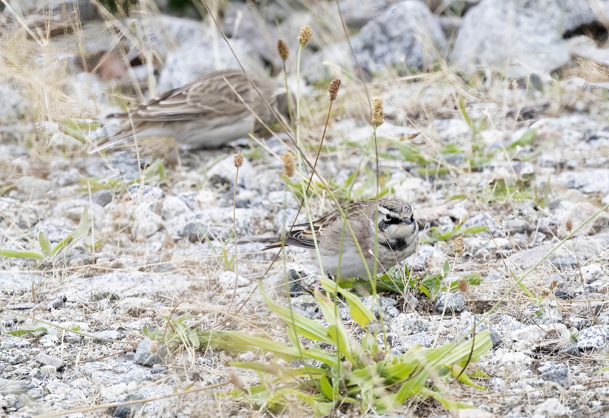 Horned Lark - ML642075936