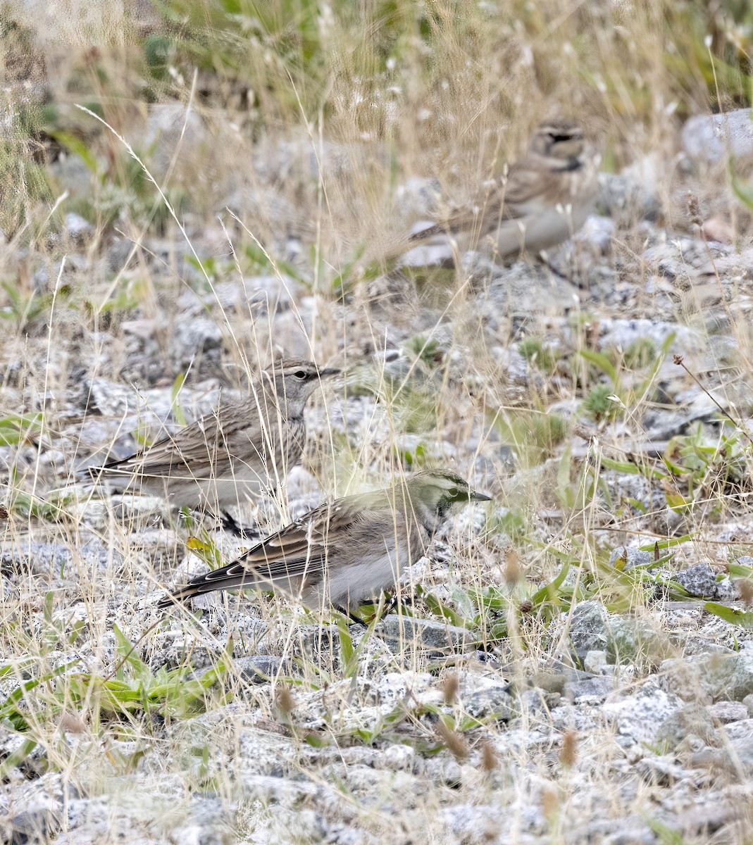 Horned Lark - ML642075941