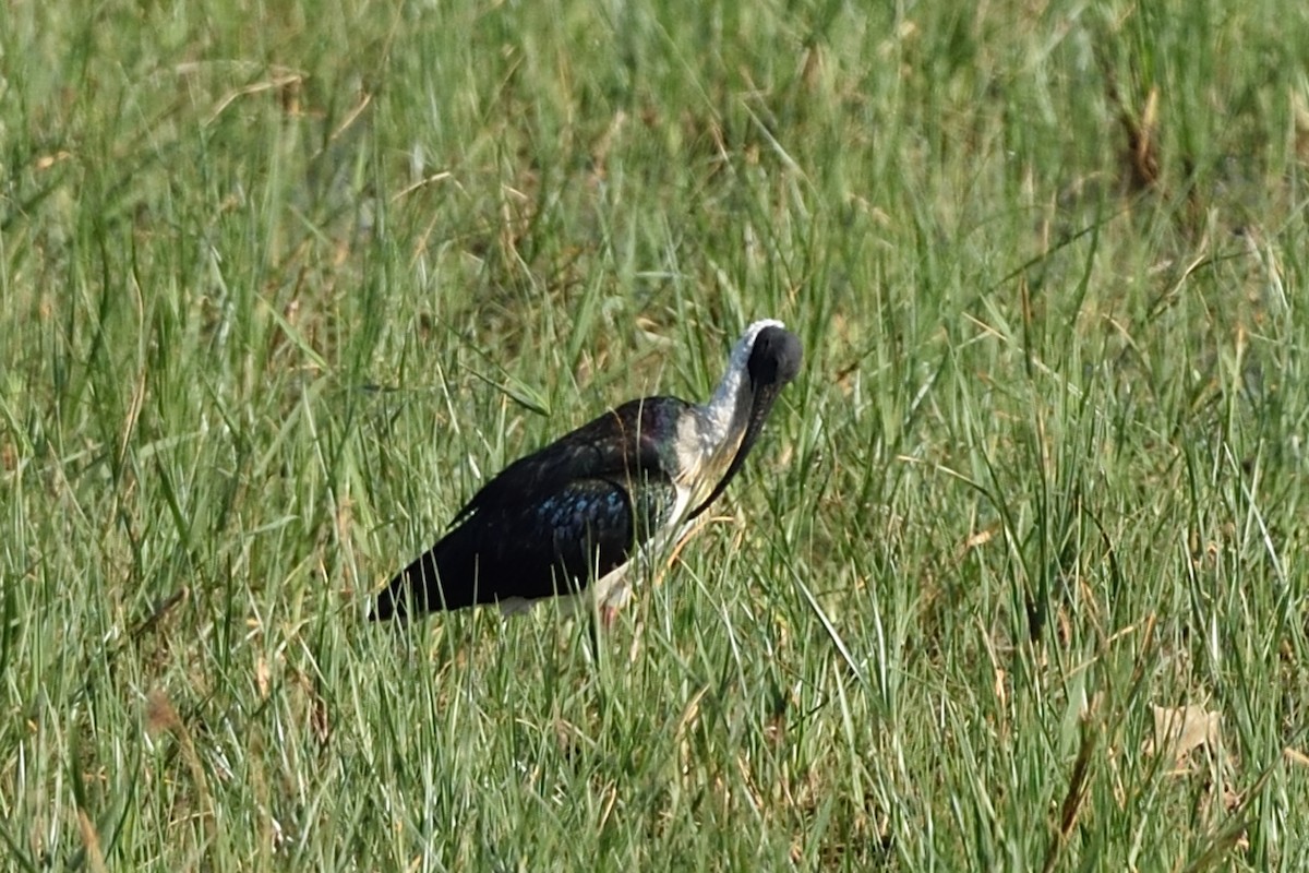 Straw-necked Ibis - ML642075945